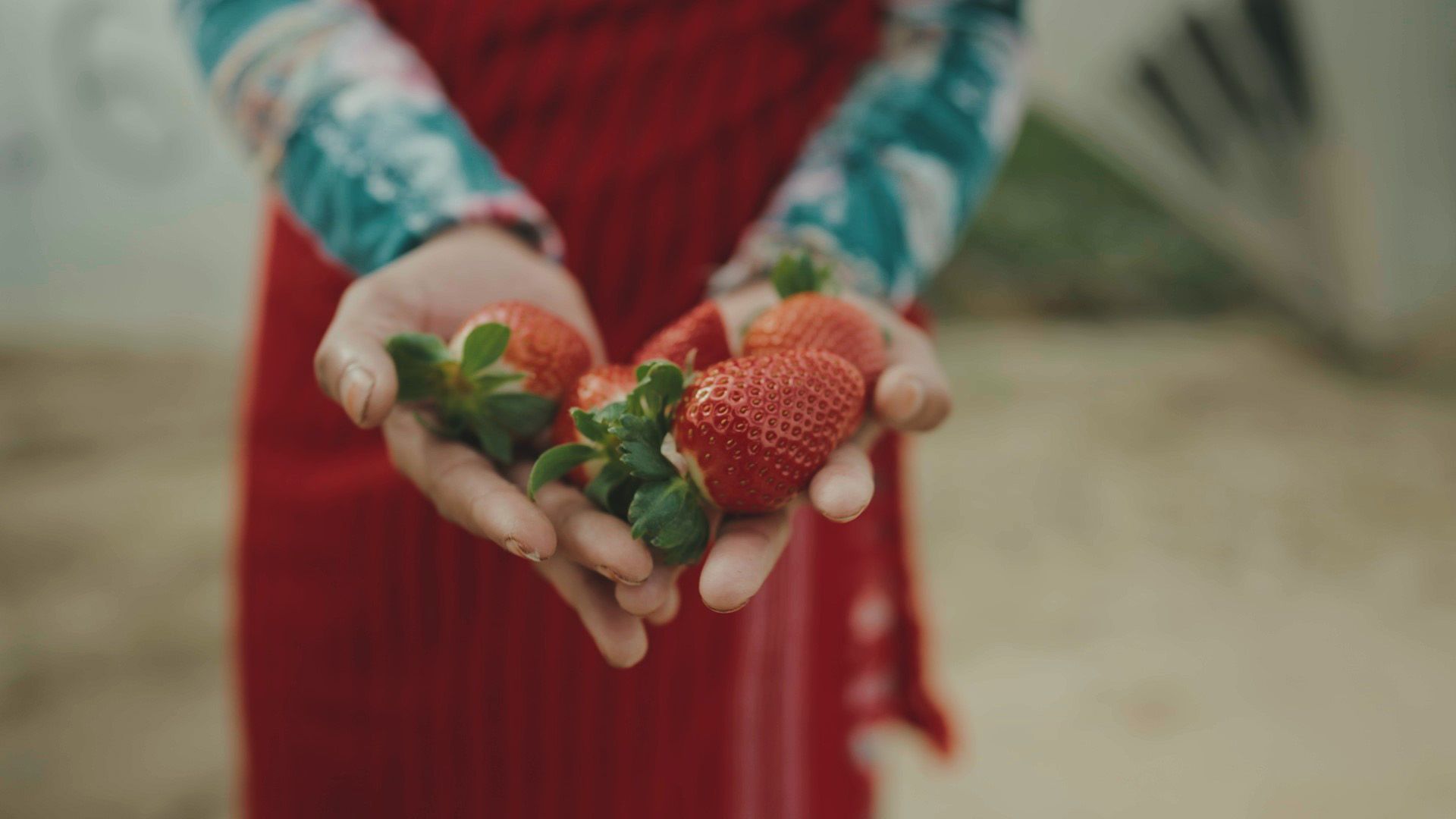 zwei Hände halten Erdbeeren in die Kamera. Es sind nur die Hände, Arme und der Rumpf der Person zu sehen. Die Person trägt ein rotes Kleid und blau gemusterte Ärmel.